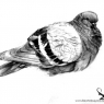 Grumpy Pigeon